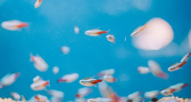 Afrodisiaco e antiossidante, dagli oceani il cibo del futuro