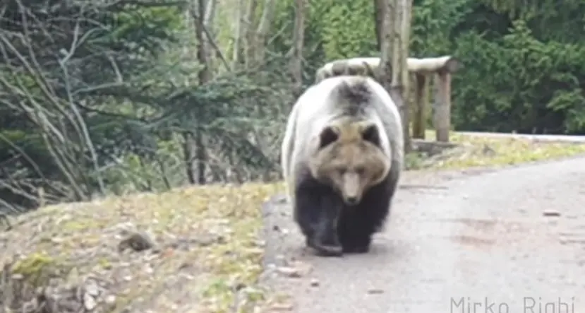Esce in moto e incontra l'orso Il faccia a faccia è nel VIDEO