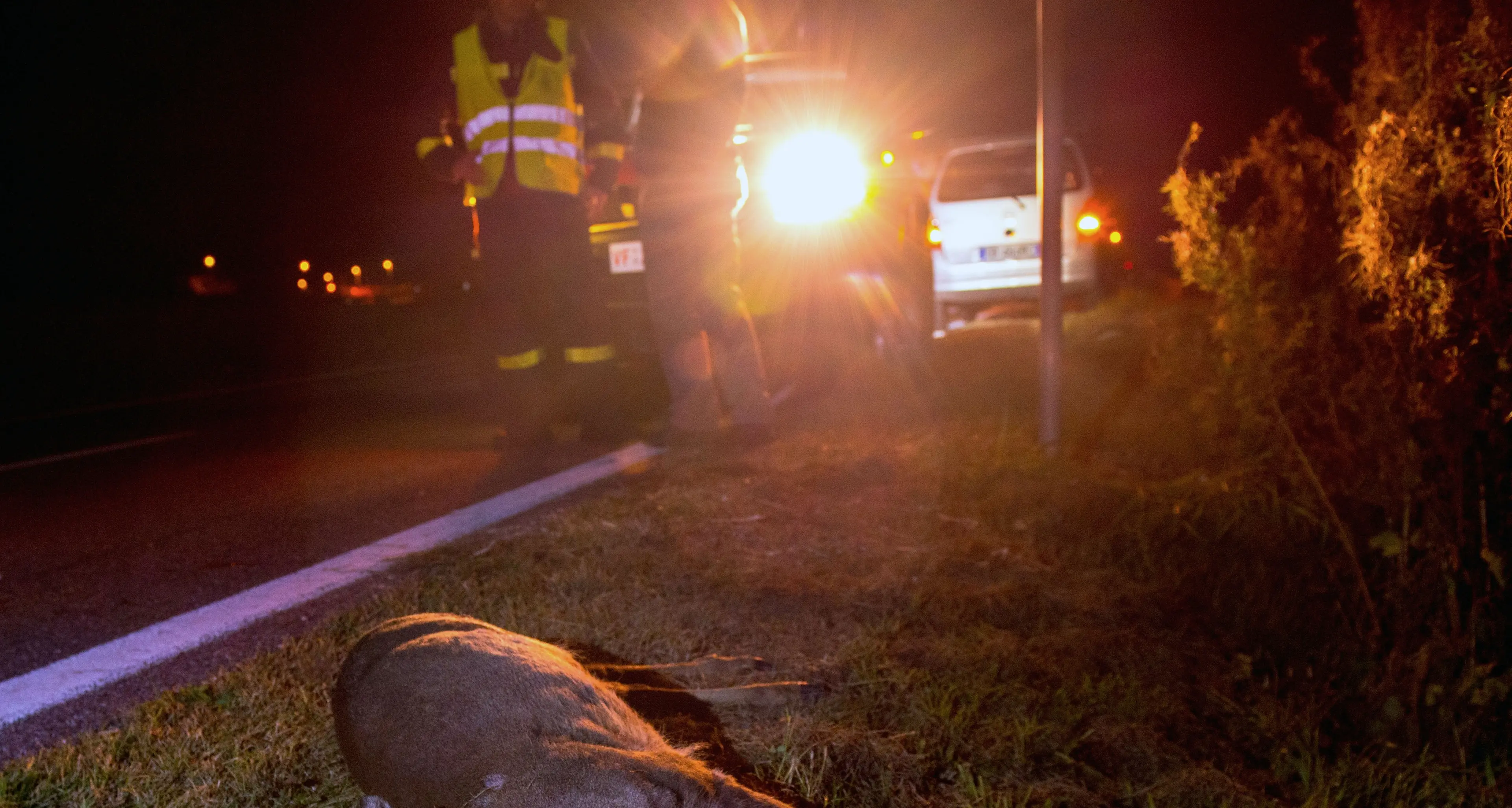 Appello dell’Enpa: basta animali uccisi sulle strade