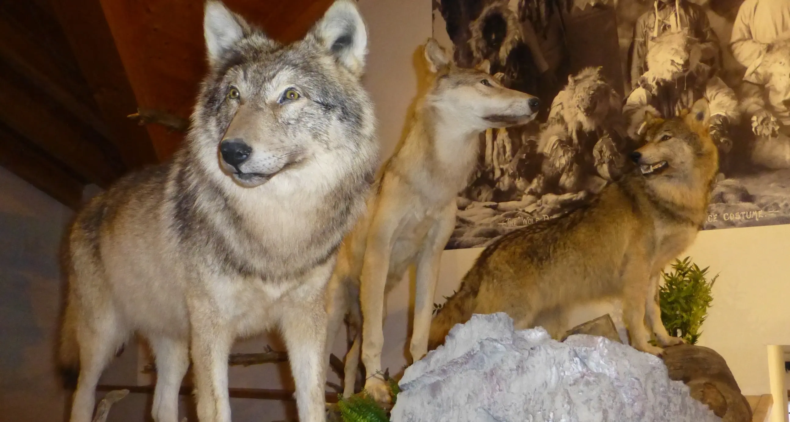 Altipiani Cimbri, riapre il Centro Documentazione Lusérn