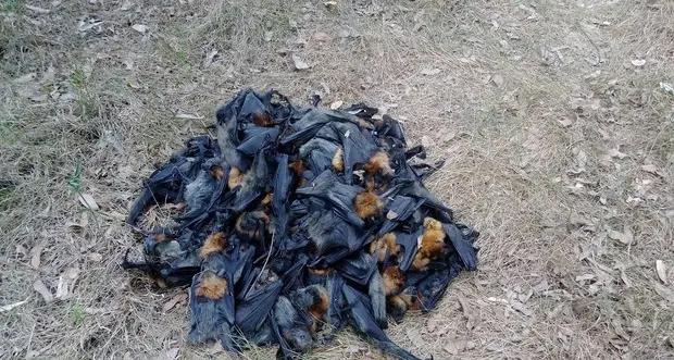 Clima pazzo: piovono pipistrelli per il caldo e iguane stecchite dal gelo