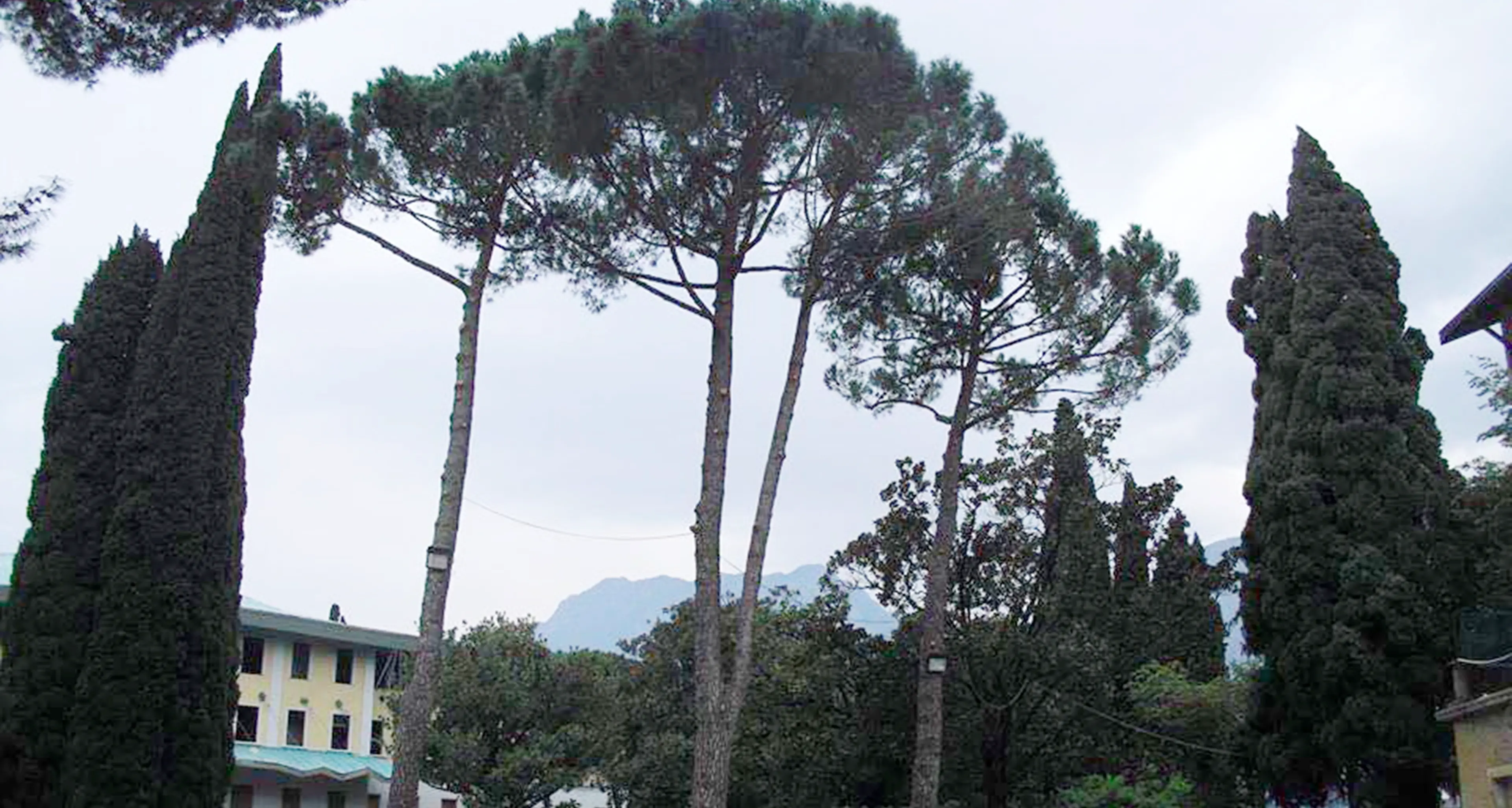 Torbole, spariti tre pini dal Parco della Pavese