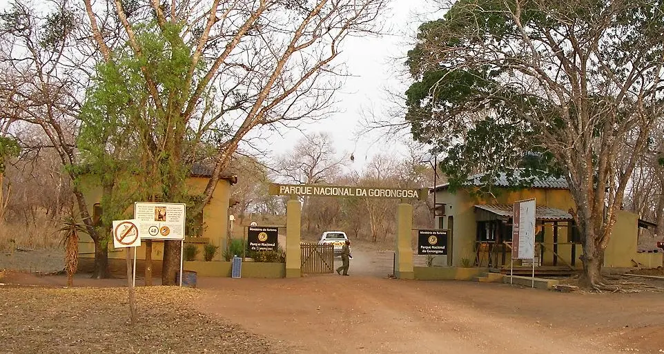 Mozambico, 90 uccelli rari avvelenati dai bracconieri