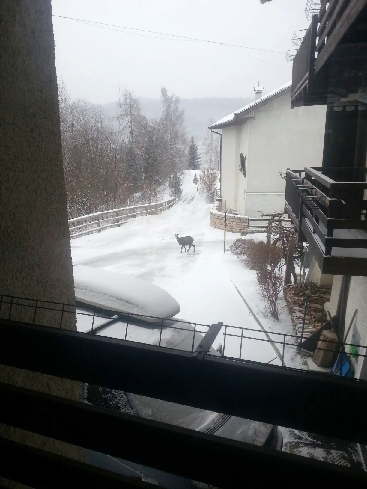 Centa san nicolò - frazione Sadleri - camoscio a spasso in paese