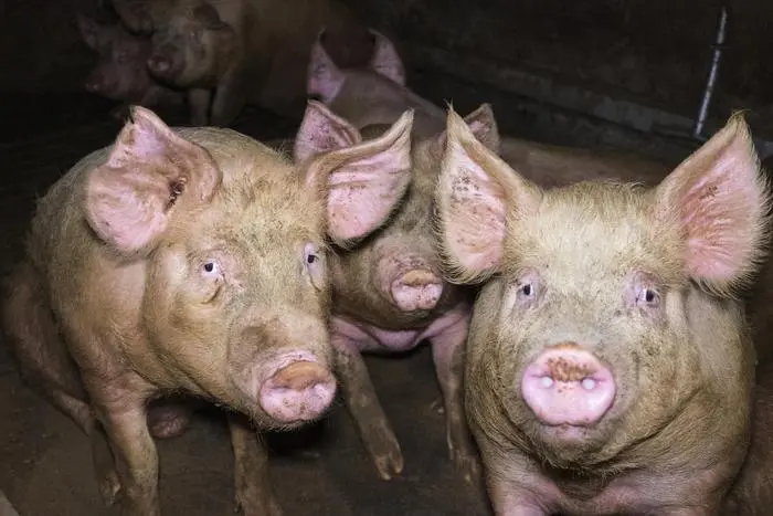 Lav, allevamenti maiali per Prosciutto di Parma. Roma, 27 marzo 2018. ANSA/LAV