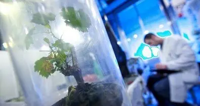 Peronospora, a San Michele scoperta che aiuta la lotta