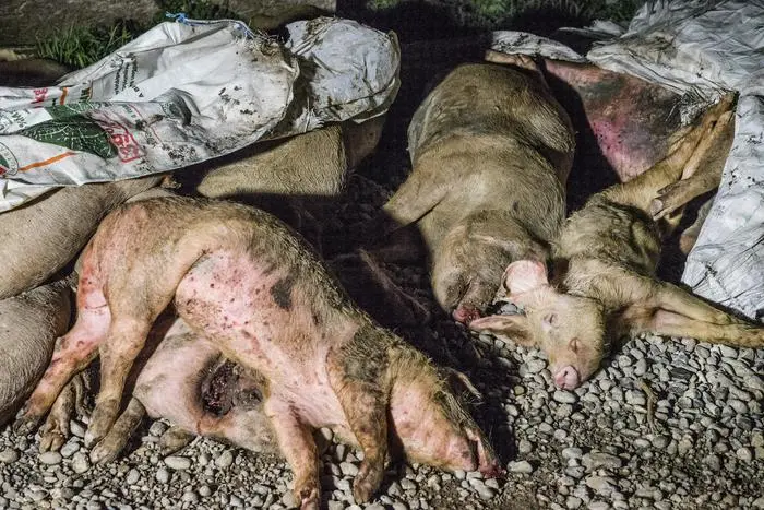 Lav, allevamenti maiali per Prosciutto di Parma. Roma, 27 marzo 2018. ANSA/LAV