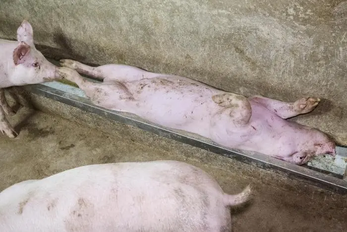 Lav, allevamenti maiali per Prosciutto di Parma. Roma, 27 marzo 2018. ANSA/LAV
