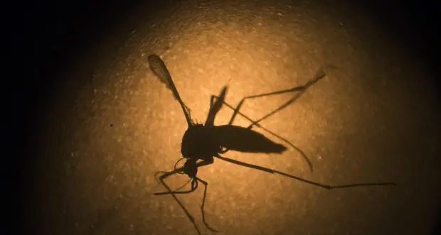 Una reazione genetica per annientare le zanzare che portano la malaria