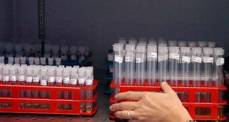 Doping, Russia riammessa ma è polemica nella Wada
