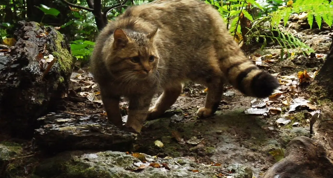 Il ritorno del gatto selvatico Avvistato sulle Alpi di Belluno