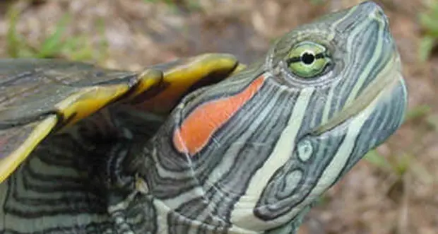 Scatta il giro di vite contro le specie invasive introdotte in Italia