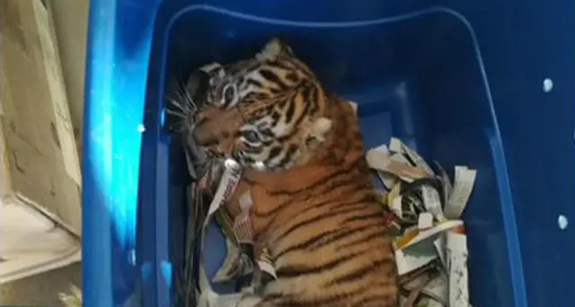 Cucciolo di tigre sedato e spedito in un pacco