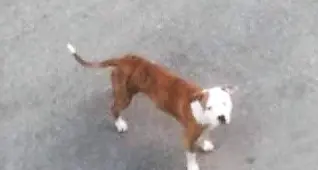 Il pitbull semina il panico e ferisce altri due cani