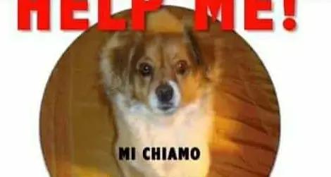 Fugge per paura dell'elisoccorso Ritrovata la cagnetta Kitty