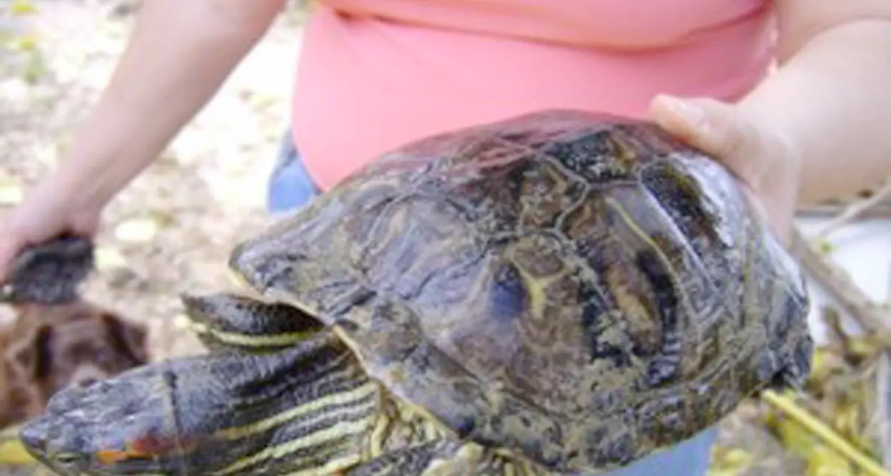 Animali esotici, scatta il giro di vite