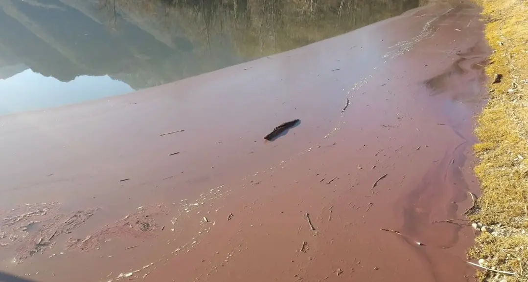 Lago di Ledro, torna l'alga rossa