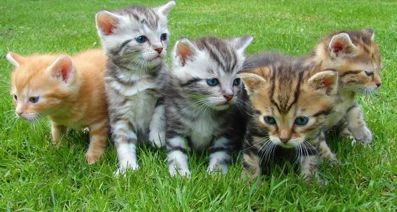 Cani e gatti in casa, il 48% dorme con il loro padrone