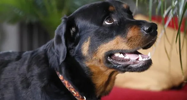 Rottweiler azzanna un uomo e uccide un cane