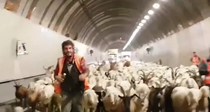 Centinaia di pecore invadono il Bus de Vela