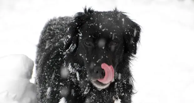 Sos gelo e neve per gli animali Ecco i consigli dell'Enpa