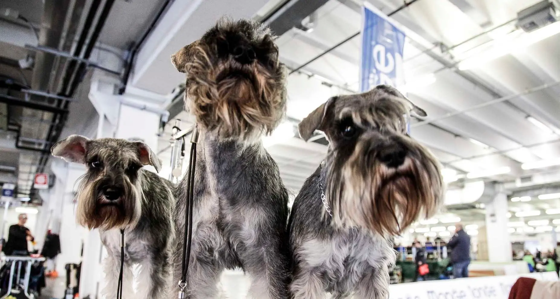 Che spettacolo alla Baltera, 1300 cani di tutte le razze