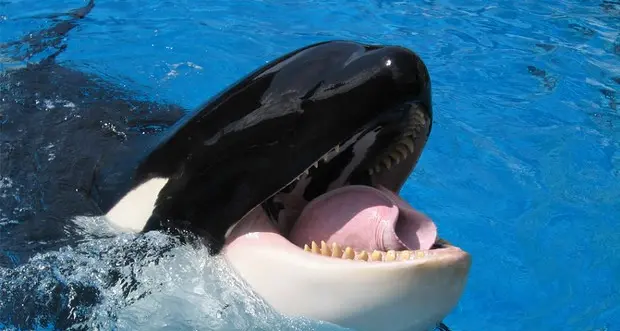 Orca addestrata dice «hello» e conta fino a tre