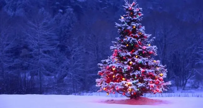 Albero Natale prende fuoco in casa, tutti salvi