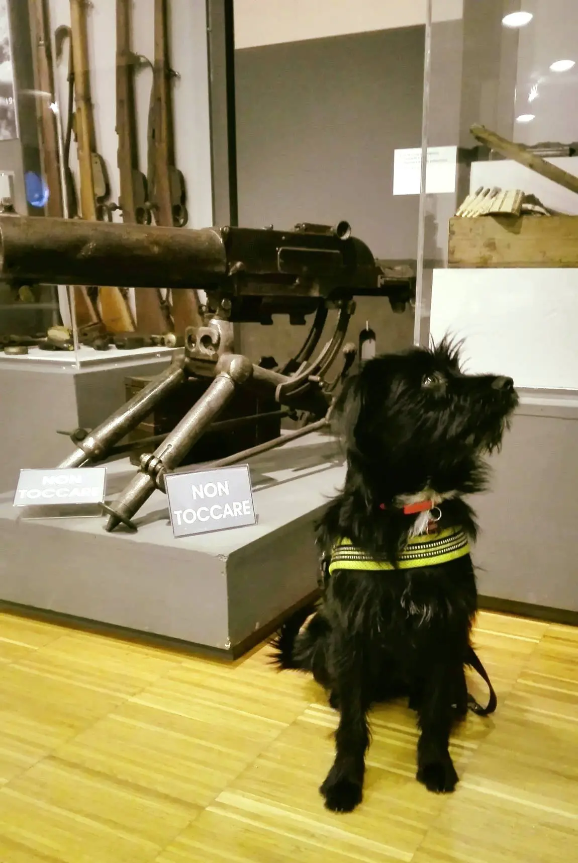 Al museo o al forte con il cane