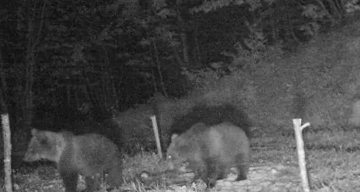 Ecco i due cuccioli dlel'orsa Kj2