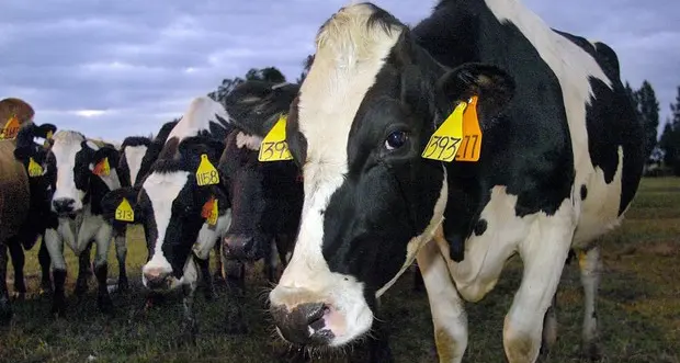 Dopo 16 anni la Cina toglie il bando sulla carne bovina italiana
