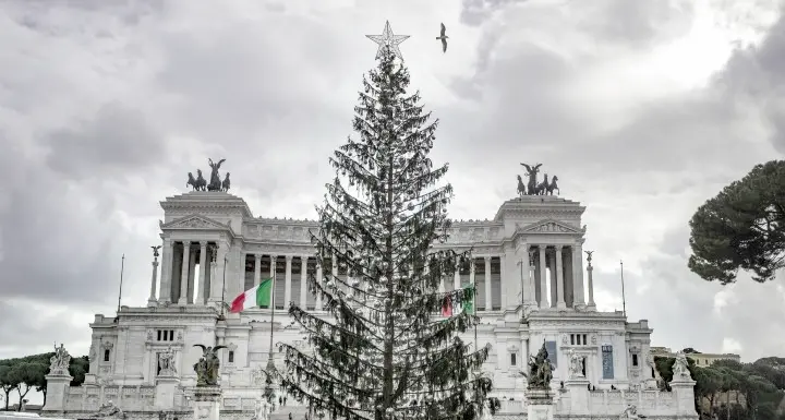 Spelacchio, Pat offre nuovo albero Ma il comune di Roma dice «no»