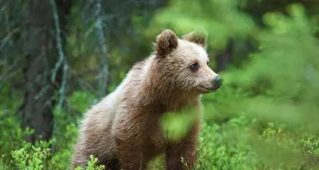 Il Dna risolve il mistero «Lo yeti è un orso»