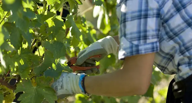 Autunno nero nei campi, -50% miele, giù vino e olio