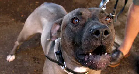 Addestratore sbranato dal bull terrier di un amico
