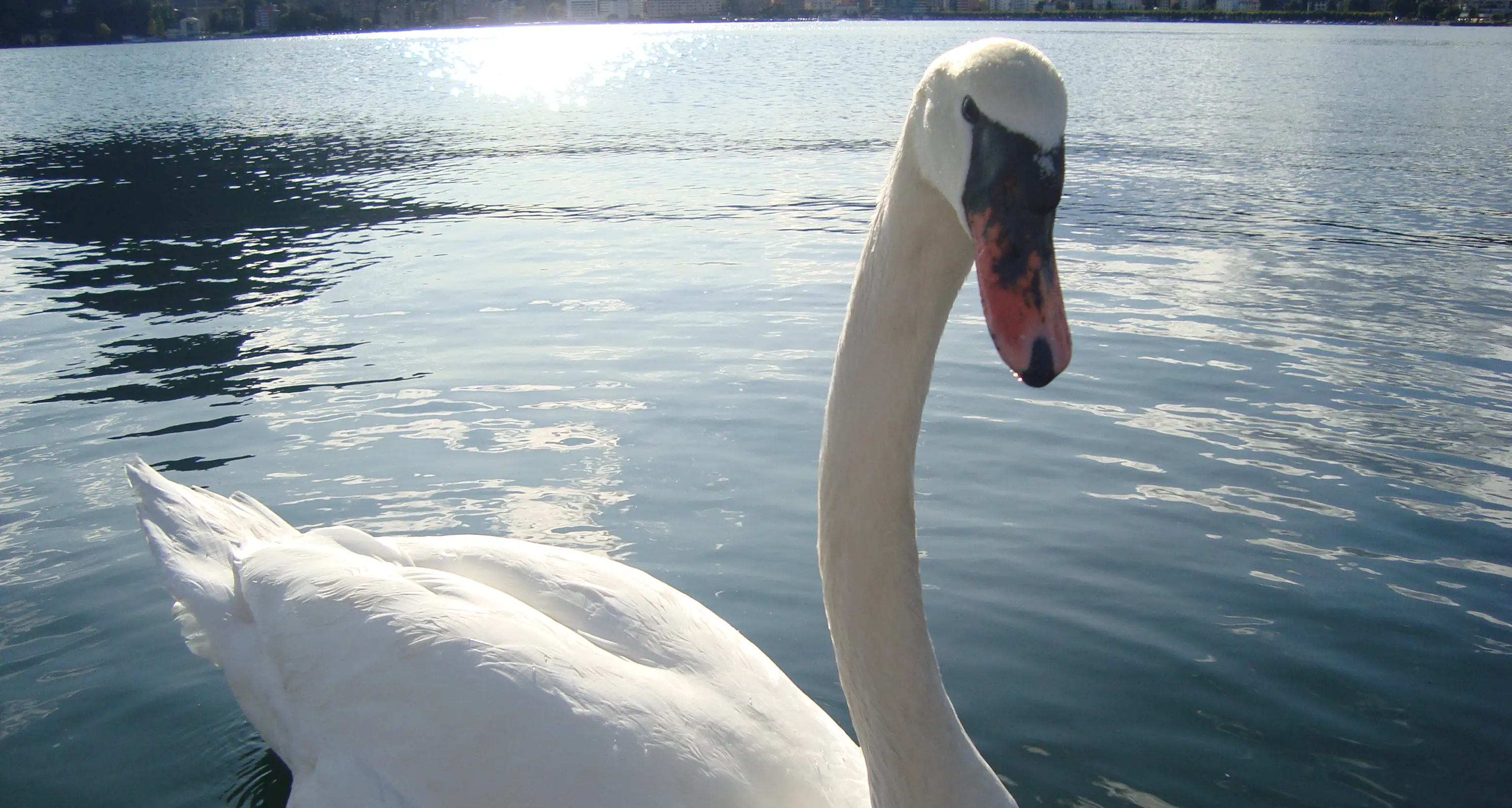 Uccidono cigno a bastonate sul lago di Garda: tre denunce