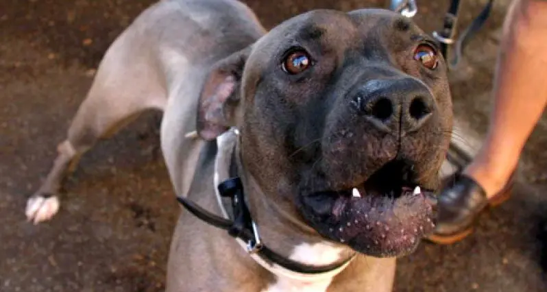Addestratore morto Ma il cane è innocente