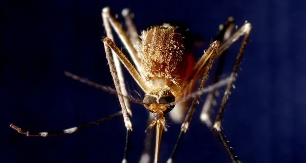 Malaria a Taranto, la malattia contratta in Italia da 4 migranti ricoverati