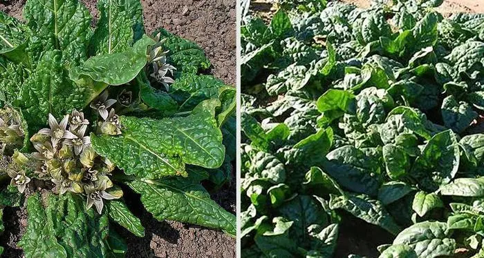 Mandragora negli spinaci Una famiglia in ospedale