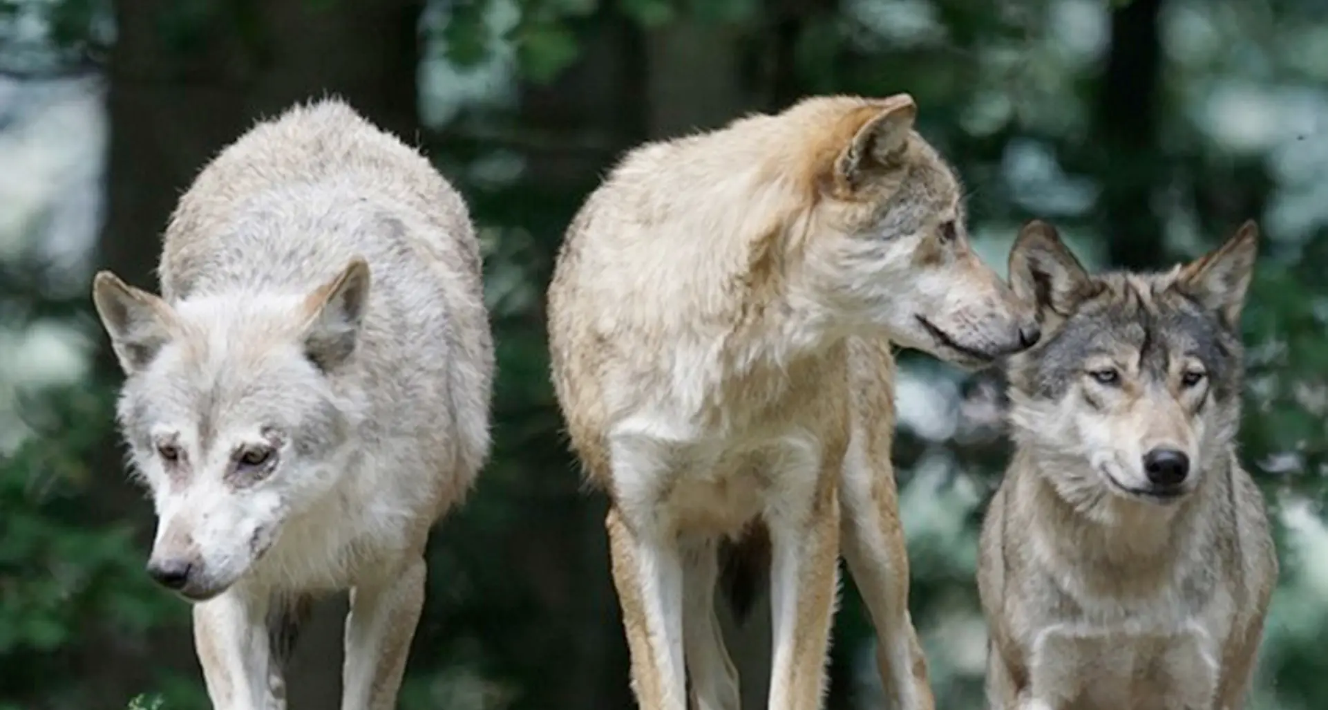 La presenza del lupo è un problema