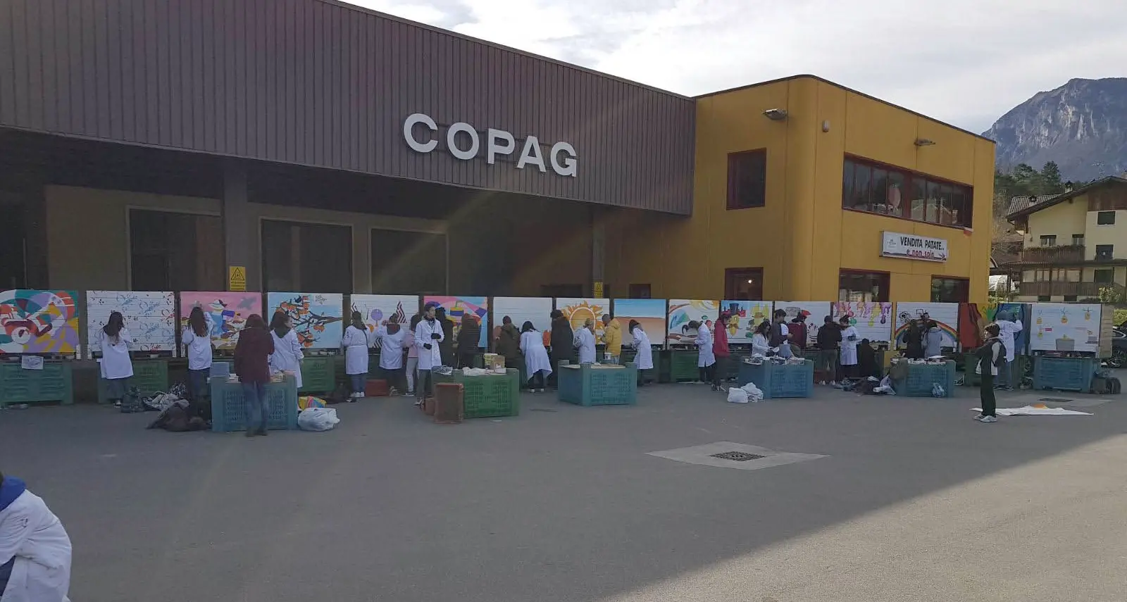 Patate, raccolto in calo