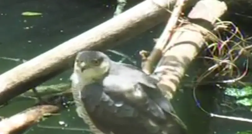 Castel Tirolo, smarrito un falco L'appello del Centro Avifauna