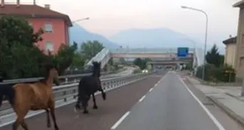 Una coppia di cavalli in fuga a Trento Questa mattina in via Brennero