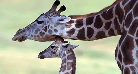 Usa: morto cucciolo di giraffa Julius