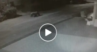 L'orso passeggia di notte a Ranzo Ripreso dalla telecamera della Coop. Guarda il video