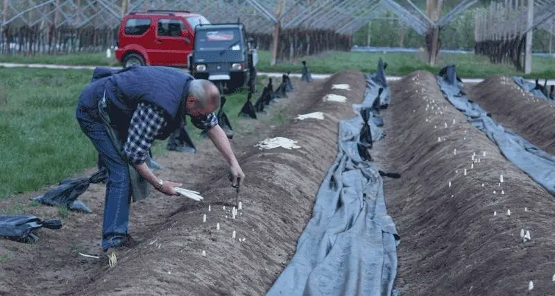 Il Comune di Zambana mette a disposizione altri tre ettari per coltivare asparagi