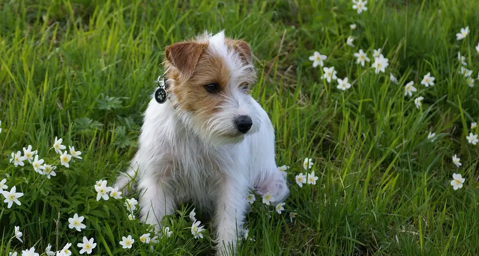 Cognola dice sì ai cani e no alle corse in moto