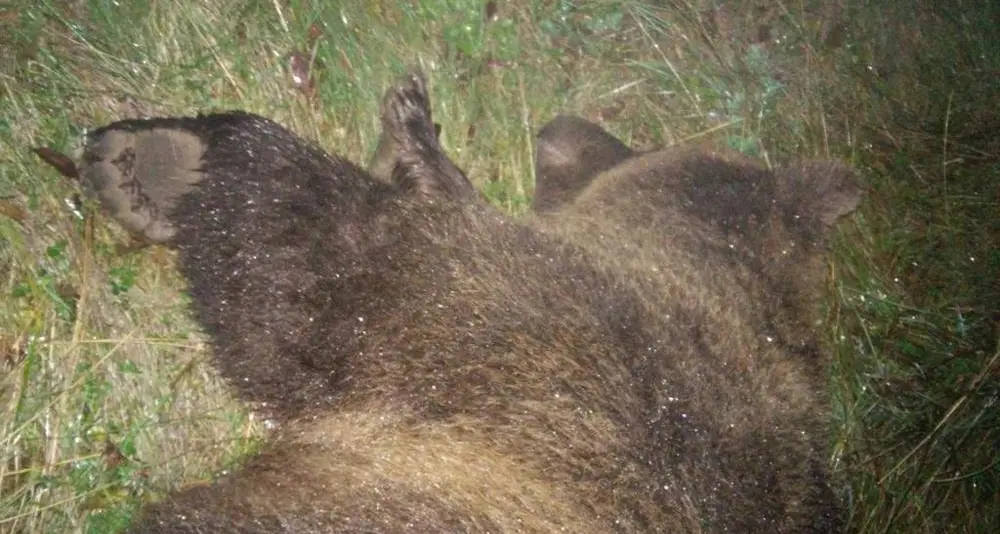 Orsa uccisa, l'Oipa chiede la riapertura delle indagini
