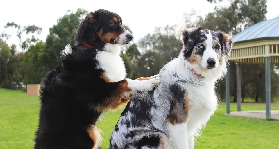 Pet Therapy, l'Azienda sanitaria iscrive 17 nuovi esperti trentini