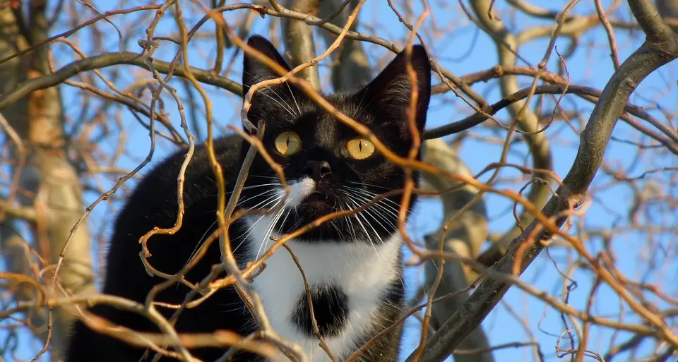 I gatti, dal dna la storia di un «impero» lungo 9 mila anni